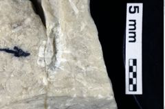 Foto (Detailansicht) von „Tithanotromota“ (NHMW-GEO-1990-0041-0062)